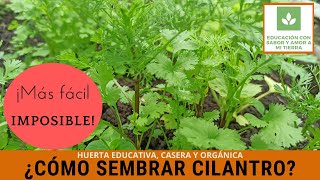 CÓMO SEMBRAR CILANTRO MÁS FÁCIL IMPOSIBLE [upl. by Syl]