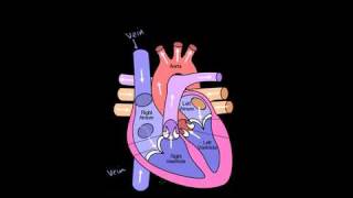 Circulatory System and the Heart in Bangla [upl. by Fugazy490]