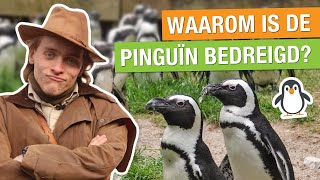 DIT IS WAAROM DE PINGUÏN IS BEDREIGD 🐧😞  Op pad met Niels 23 [upl. by Ecnerual350]