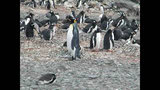 ANTÁRTIDA Sonidos pingüinos Papúa y canto de pingüino Rey [upl. by Letnwahs]