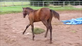 Timeless Assets  2017 AQHA colt by Protect Your Assets [upl. by Nadroj930]