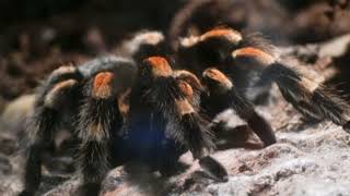 Tarantula sound effectHissing [upl. by Jennica]