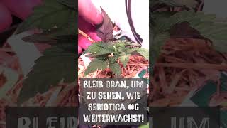 Zierpflanze Nur zur Anschauung und Erkennung 🌱🚫 legalisierung cannabis seriotica anthocyane [upl. by Aihsinyt575]