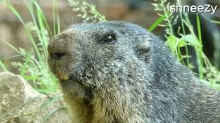 Marmota marmota  Marmotte des Alpes  Alpenmarmot  Alpenmurmeltier  Alpine marmot [upl. by Jeffers]