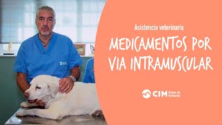 Administración de medicamentos por vía intramuscular a animales  CIM Formación [upl. by Enilra168]