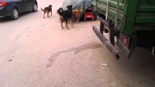 3 chiens et une chienne en chaleur [upl. by Leinad]