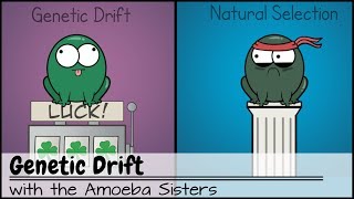 Genetic Drift [upl. by Rubliw358]