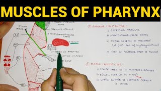 Muscles of Pharynx  Pharynx Anatomy 34 [upl. by Sundstrom669]