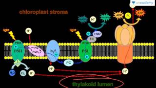 NEET Biology Photosynthesis  Light Reaction Non Cyclic Photophosphorylation [upl. by Neeleuqcaj225]