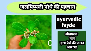 जल पिप्पलीphyla nodifloraपहचानayurvedic fayde [upl. by Annayek962]