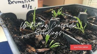 UpPotting Craspedia Seedlings Spring Garden PrepGrowing From Seed Series Zone 8a February 2024 [upl. by Lizbeth89]