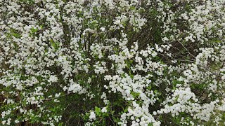 Beautiful in White Spirea Flower beautiful spirea spring2024 springflower springseason [upl. by Adirf]