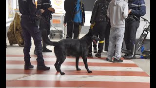 Vigevano controlli polizia locale cinofili [upl. by Asiuol]