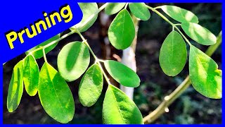 Pruning Moringa Oleifera Tree  Trimming amp Pollarding Pinch Pruning [upl. by Pallaten]