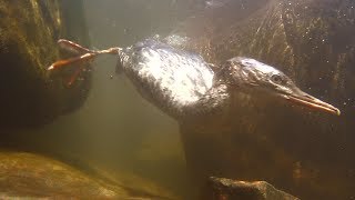 Lake Superior Aquaman Merganser Cam [upl. by Reginauld]