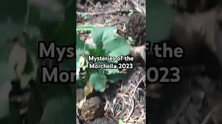 Mysteries of the Morchella 2023 MidSeason Morel Mushroom Utah High Elevation Mountain Canyons [upl. by Novahc]