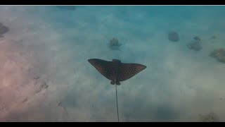 Snorkeling in Makadi bay Red Sea fort arabesque resort spa amp villas 4K [upl. by Held]