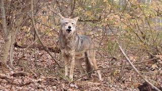 Rare Red Wolf Yodels and Howls [upl. by Zandra]