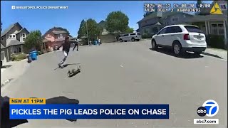 Police chase after Pickles the pig running through streets of NorCal town [upl. by Fennell]