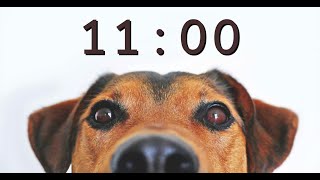 11 Minute Timer for School and Homework  Dog Bark Alarm Sound [upl. by Prochora]