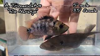 A Trimaculatus quotRio Naranjoquot male and female [upl. by Oesile]