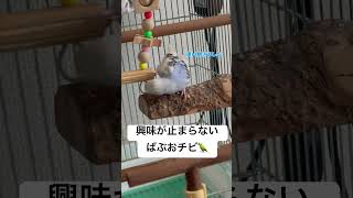 調査団長ばぶおチビ🦜 セキセイインコ [upl. by Aduh631]