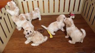 Cavachon Puppies For Sale [upl. by Medovich]