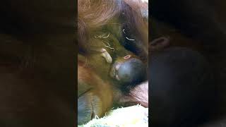 Mom Feeds Her Newborn Baby Orangutan shorts [upl. by Lrad]