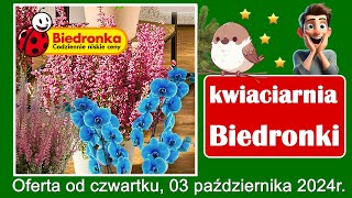 𝐁𝐈𝐄𝐃𝐑𝐎𝐍𝐊𝐀 🐞🌺🌹🌷🌸 Nowa Oferta od Czwartku 03102024  Kwiaciarnia Biedronki  Tanie Kwiaty [upl. by Nigam]