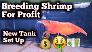 New Shrimp Tank [upl. by Aisila]