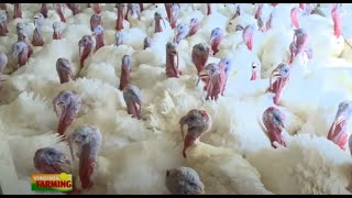 Poultry Production from Start to Finish [upl. by Tower]