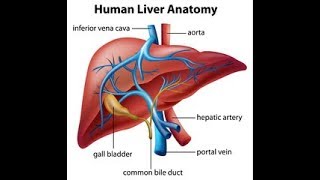 5 Xenobiotic Metabolism I Whats Liver Got to Do With It [upl. by Huston]