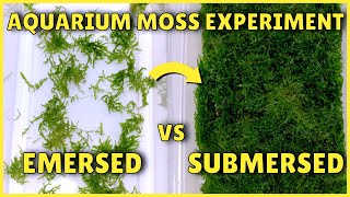 Best Way to Grow Aquarium Moss  Experiment [upl. by Ringler451]