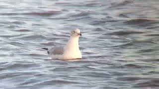 RingBilled Gull  Blackrock Louth  December 2022 [upl. by Eislehc]