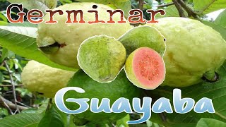 Cómo Germinar GUAYABA  AgriMatePR [upl. by Burnside]