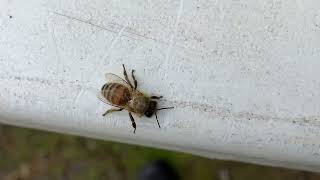 Bee landed on table Kyneton 14th Sept 2024 [upl. by Jacobson]