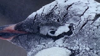 How Penguins Adapt To Survive  Natural World Penguins Of The Antarctic  BBC Earth [upl. by Mali]