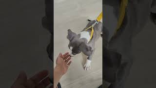 handshake shakehands ytshorts shorts youtubeshorts pitbull puppy [upl. by Pasia]