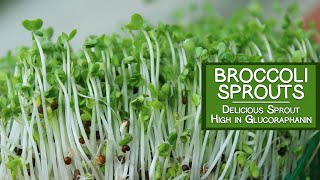 Broccoli Sprouts A Delicious Sprout Variety High in Glucoraphanin [upl. by Thevenot]