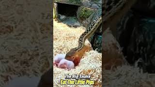 The Big Snake Eat The Little Pigs One By One AnimalWorld Snake HeartbeatCPChallenge SnakeBrother [upl. by Drhacir]