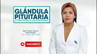 GLÁNDULA PITUITARIA ¿CÓMO REGULA LAS HORMONAS [upl. by Vassar]