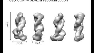 Structural studies of CRISPR complexes in Sulfolobus solfataricus by Laura Spagnolo [upl. by Torin]