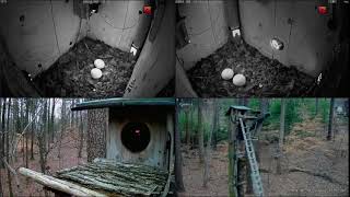 Barred Owl Leesville Owls Live Stream [upl. by Albur]