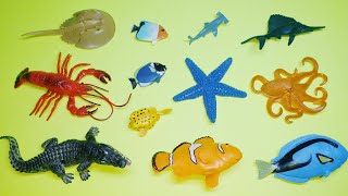 Collect 7 Sea Animals Clown Fish Hammerhead Shark Orca Whale Hermit Crab Goblin Shark Sailfish [upl. by Yelknirb]