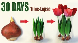 Tulips From Bulbs in Water 💦🌷 Time Lapse [upl. by Elvera]