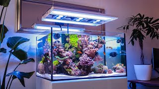 The CLEANEST Reef Tank Ive Ever Seen [upl. by Phylys]