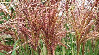 Miscanthus sinensis Malepartus [upl. by Johathan]