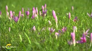 Colchicum autumnale [upl. by Glass]