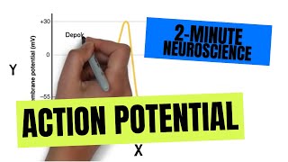 2Minute Neuroscience Action Potential [upl. by Relluf]