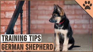 Best German Shepherd Puppy Training Tips  Dog World [upl. by Earej93]